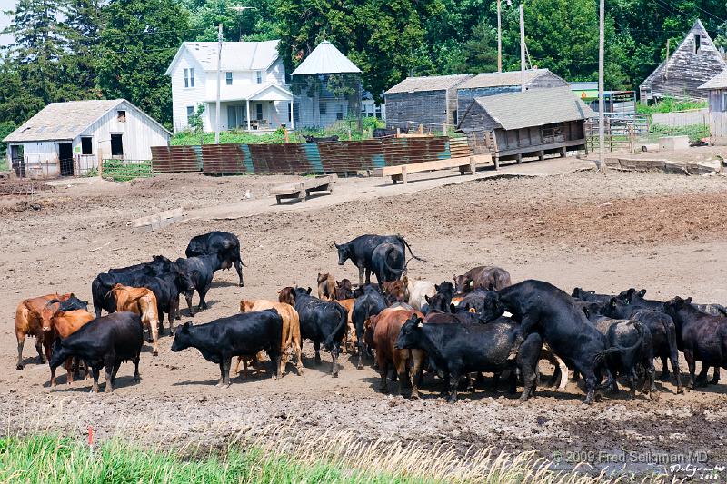 20080717_121813 D300 P 4200x2800.jpg - Cattle Farms on US 20 east of Sioux City (near Holstein, Iowa)